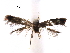  ( - CCDB-29482-C06)  @11 [ ] CreativeCommons - Attribution (2017) CBG Photography Group Centre for Biodiversity Genomics