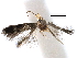  ( - CCDB-29482-C07)  @11 [ ] CreativeCommons - Attribution (2017) CBG Photography Group Centre for Biodiversity Genomics