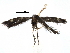  ( - CCDB-29482-C08)  @11 [ ] CreativeCommons - Attribution (2017) CBG Photography Group Centre for Biodiversity Genomics
