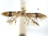  (Etainia trifasciata - CCDB-29482-E01)  @11 [ ] CreativeCommons - Attribution (2017) CBG Photography Group Centre for Biodiversity Genomics