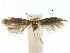  ( - CCDB-29482-F02)  @11 [ ] CreativeCommons - Attribution (2017) CBG Photography Group Centre for Biodiversity Genomics