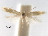  ( - CCDB-29482-F05)  @11 [ ] CreativeCommons - Attribution (2017) CBG Photography Group Centre for Biodiversity Genomics