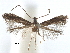  (Metriochroa cephalanthae - CCDB-29482-H01)  @11 [ ] CreativeCommons - Attribution (2017) CBG Photography Group Centre for Biodiversity Genomics