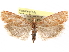  (Eucopina crymalana - CCDB-29483-D10)  @11 [ ] CreativeCommons - Attribution (2017) CBG Photography Group Centre for Biodiversity Genomics