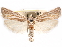  ( - CCDB-29483-F03)  @11 [ ] CreativeCommons - Attribution (2017) CBG Photography Group Centre for Biodiversity Genomics