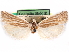  ( - CCDB-29483-F04)  @11 [ ] CreativeCommons - Attribution (2017) CBG Photography Group Centre for Biodiversity Genomics
