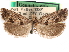  (Pelochrista coconana - CCDB-29483-F08)  @12 [ ] CreativeCommons - Attribution (2017) CBG Photography Group Centre for Biodiversity Genomics