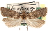  (Pelochrista hennei - CCDB-29483-F11)  @11 [ ] CreativeCommons - Attribution (2017) CBG Photography Group Centre for Biodiversity Genomics