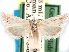  (Pelochrista johnstoni - CCDB-29483-G03)  @11 [ ] CreativeCommons - Attribution (2017) CBG Photography Group Centre for Biodiversity Genomics