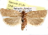  ( - CCDB-29483-G04)  @11 [ ] CreativeCommons - Attribution (2017) CBG Photography Group Centre for Biodiversity Genomics