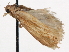  (Pelochrista langstoni - CCDB-29483-G05)  @11 [ ] CreativeCommons - Attribution (2017) CBG Photography Group Centre for Biodiversity Genomics