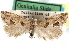  ( - CCDB-29483-G12)  @11 [ ] CreativeCommons - Attribution (2017) CBG Photography Group Centre for Biodiversity Genomics