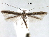  (Caloptilia cruzorum - CCDB-29484-C05)  @11 [ ] CreativeCommons - Attribution (2017) CBG Photography Group Centre for Biodiversity Genomics