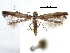  (Caloptilia dondavisi - CCDB-29484-C06)  @11 [ ] CreativeCommons - Attribution (2017) CBG Photography Group Centre for Biodiversity Genomics
