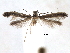  (Caloptilia galacotra - CCDB-29484-C07)  @11 [ ] CreativeCommons - Attribution (2017) CBG Photography Group Centre for Biodiversity Genomics