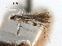  (Chilocampyla psidiella - CCDB-29484-C09)  @11 [ ] CreativeCommons - Attribution (2017) CBG Photography Group Centre for Biodiversity Genomics