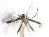  (Eucosmophora chrysocosma - CCDB-29484-D06)  @11 [ ] CreativeCommons - Attribution (2017) CBG Photography Group Centre for Biodiversity Genomics