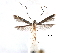  (Eucosmophora pouteriae - CCDB-29484-D10)  @11 [ ] CreativeCommons - Attribution (2017) CBG Photography Group Centre for Biodiversity Genomics