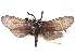  ( - CCDB-29484-G09)  @11 [ ] CreativeCommons - Attribution (2017) CBG Photography Group Centre for Biodiversity Genomics