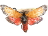  (Epiorna ochreipennis - CCDB-29484-G11)  @11 [ ] CreativeCommons - Attribution (2017) CBG Photography Group Centre for Biodiversity Genomics