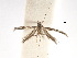  (Aristaea eurygramma - CCDB-29485-B01)  @11 [ ] CreativeCommons - Attribution (2017) CBG Photography Group Centre for Biodiversity Genomics