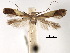  (Caloptilia chrysolampra - CCDB-29485-B07)  @11 [ ] CreativeCommons - Attribution (2017) CBG Photography Group Centre for Biodiversity Genomics