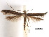  (Caloptilia clastopetra - CCDB-29485-B10)  @11 [ ] CreativeCommons - Attribution (2017) CBG Photography Group Centre for Biodiversity Genomics
