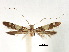 (Caloptilia deltanthes - CCDB-29485-C02)  @11 [ ] CreativeCommons - Attribution (2017) CBG Photography Group Centre for Biodiversity Genomics