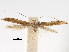  (Caloptilia elaeas - CCDB-29485-C04)  @11 [ ] CreativeCommons - Attribution (2017) CBG Photography Group Centre for Biodiversity Genomics