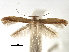  ( - CCDB-29485-C05)  @11 [ ] CreativeCommons - Attribution (2017) CBG Photography Group Centre for Biodiversity Genomics