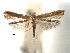  (Caloptilia hemiconis - CCDB-29485-C07)  @11 [ ] CreativeCommons - Attribution (2017) CBG Photography Group Centre for Biodiversity Genomics
