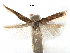  (Caloptilia linearis - CCDB-29485-C09)  @11 [ ] CreativeCommons - Attribution (2017) CBG Photography Group Centre for Biodiversity Genomics