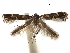  (Caloptilia oenopella - CCDB-29485-D01)  @11 [ ] CreativeCommons - Attribution (2017) CBG Photography Group Centre for Biodiversity Genomics