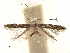 (Caloptilia perisphena - CCDB-29485-D03)  @11 [ ] CreativeCommons - Attribution (2017) CBG Photography Group Centre for Biodiversity Genomics