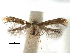  (Caloptilia selenitis - CCDB-29485-D08)  @11 [ ] CreativeCommons - Attribution (2017) CBG Photography Group Centre for Biodiversity Genomics