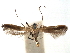  (Caloptilia soyella - CCDB-29485-D10)  @11 [ ] CreativeCommons - Attribution (2017) CBG Photography Group Centre for Biodiversity Genomics