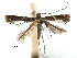  (Caloptilia teucra - CCDB-29485-E05)  @11 [ ] CreativeCommons - Attribution (2017) CBG Photography Group Centre for Biodiversity Genomics