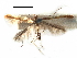  (Caloptilia zachrysa - CCDB-29485-E09)  @11 [ ] CreativeCommons - Attribution (2017) CBG Photography Group Centre for Biodiversity Genomics