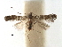  (Ectropina - CCDB-29485-G02)  @11 [ ] CreativeCommons - Attribution (2017) CBG Photography Group Centre for Biodiversity Genomics