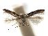  ( - CCDB-29486-D03)  @11 [ ] CreativeCommons - Attribution (2017) CBG Photography Group Centre for Biodiversity Genomics