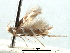  ( - CCDB-29486-D11)  @11 [ ] CreativeCommons - Attribution (2017) CBG Photography Group Centre for Biodiversity Genomics
