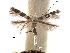  (Telamoptilia hemistacta - CCDB-29486-F04)  @11 [ ] CreativeCommons - Attribution (2017) CBG Photography Group Centre for Biodiversity Genomics