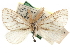  (Malmella - CCDB-29486-F10)  @11 [ ] CreativeCommons - Attribution (2017) CBG Photography Group Centre for Biodiversity Genomics