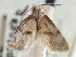  (Phalonidia subolivacea - CCDB-29487-A12)  @11 [ ] CreativeCommons - Attribution (2017) CBG Photography Group Centre for Biodiversity Genomics