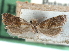  ( - CCDB-29487-B02)  @11 [ ] CreativeCommons - Attribution (2017) CBG Photography Group Centre for Biodiversity Genomics