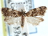  (Saphenista nomonana - CCDB-29487-B04)  @11 [ ] CreativeCommons - Attribution (2017) CBG Photography Group Centre for Biodiversity Genomics
