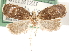  (Acleris aurichalcana - CCDB-29487-D09)  @11 [ ] CreativeCommons - Attribution (2017) CBG Photography Group Centre for Biodiversity Genomics
