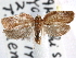  ( - CCDB-29487-D11)  @11 [ ] CreativeCommons - Attribution (2017) CBG Photography Group Centre for Biodiversity Genomics