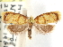  (Acleris elegans - CCDB-29487-E02)  @11 [ ] CreativeCommons - Attribution (2017) CBG Photography Group Centre for Biodiversity Genomics