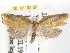  ( - CCDB-29487-E06)  @11 [ ] CreativeCommons - Attribution (2017) CBG Photography Group Centre for Biodiversity Genomics
